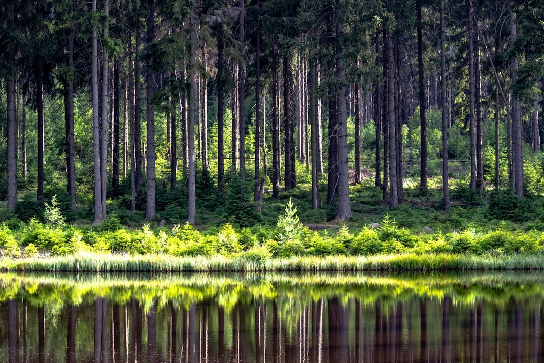 Photo Forest landscape